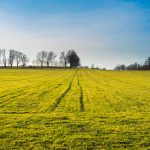 large-green-landscape-covered-grass-surrounded-by-trees