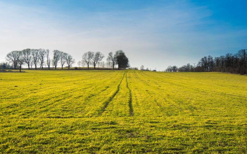 large-green-landscape-covered-grass-surrounded-by-trees
